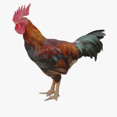 Gà Mía Dabaco